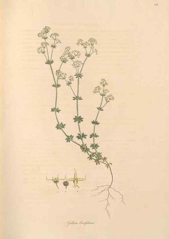 Reproducción/Reproduction 49557106057: Flora Graeca, sive, Plantarum rariorum historia, quas in provinciis aut insulis Graeciae /. Londini :Typis Richardi Taylor et socii, in Vico Shoe-Lane :MDCCCVI-MDCCCXL [1806-1840].. 