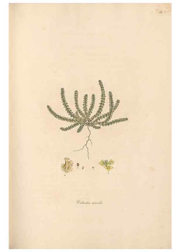 Reproducción/Reproduction 49556870801: Flora Graeca, sive, Plantarum rariorum historia, quas in provinciis aut insulis Graeciae /. Londini :Typis Richardi Taylor et socii, in Vico Shoe-Lane :MDCCCVI-MDCCCXL [1806-1840].. 