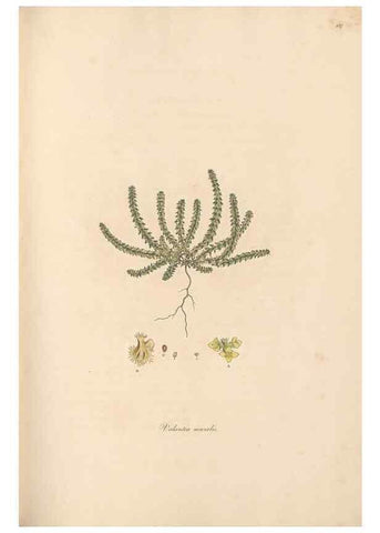 Reproducción/Reproduction 49556870801: Flora Graeca, sive, Plantarum rariorum historia, quas in provinciis aut insulis Graeciae /. Londini :Typis Richardi Taylor et socii, in Vico Shoe-Lane :MDCCCVI-MDCCCXL [1806-1840].. 