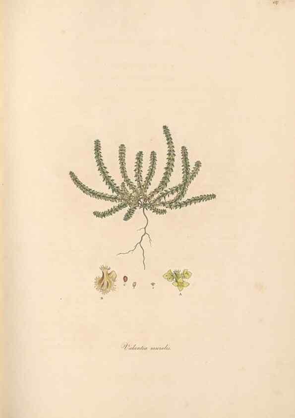 Reproducción/Reproduction 49556870801: Flora Graeca, sive, Plantarum rariorum historia, quas in provinciis aut insulis Graeciae /. Londini :Typis Richardi Taylor et socii, in Vico Shoe-Lane :MDCCCVI-MDCCCXL [1806-1840].. 