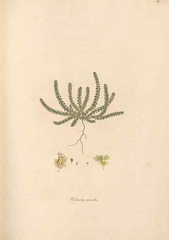 Reproducción/Reproduction 49556870801: Flora Graeca, sive, Plantarum rariorum historia, quas in provinciis aut insulis Graeciae /. Londini :Typis Richardi Taylor et socii, in Vico Shoe-Lane :MDCCCVI-MDCCCXL [1806-1840].. 