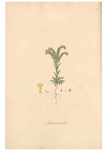 Reproducción/Reproduction 49557113927: Flora Graeca, sive, Plantarum rariorum historia, quas in provinciis aut insulis Graeciae /. Londini :Typis Richardi Taylor et socii, in Vico Shoe-Lane :MDCCCVI-MDCCCXL [1806-1840].. 