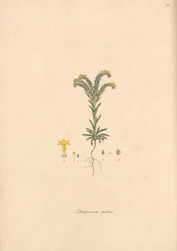 Reproducción/Reproduction 49557113927: Flora Graeca, sive, Plantarum rariorum historia, quas in provinciis aut insulis Graeciae /. Londini :Typis Richardi Taylor et socii, in Vico Shoe-Lane :MDCCCVI-MDCCCXL [1806-1840].. 