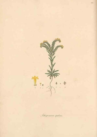 Reproducción/Reproduction 49557113927: Flora Graeca, sive, Plantarum rariorum historia, quas in provinciis aut insulis Graeciae /. Londini :Typis Richardi Taylor et socii, in Vico Shoe-Lane :MDCCCVI-MDCCCXL [1806-1840].. 