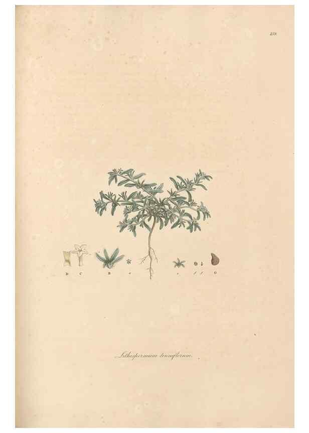 Reproducción/Reproduction 49556380573: Flora Graeca, sive, Plantarum rariorum historia, quas in provinciis aut insulis Graeciae /. Londini :Typis Richardi Taylor et socii, in Vico Shoe-Lane :MDCCCVI-MDCCCXL [1806-1840].. 