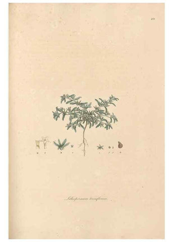 Reproducción/Reproduction 49556380573: Flora Graeca, sive, Plantarum rariorum historia, quas in provinciis aut insulis Graeciae /. Londini :Typis Richardi Taylor et socii, in Vico Shoe-Lane :MDCCCVI-MDCCCXL [1806-1840].. 