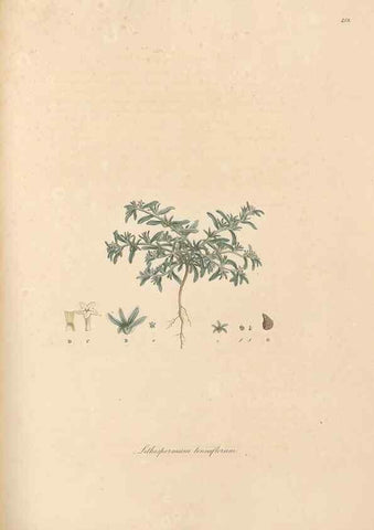 Reproducción/Reproduction 49556380573: Flora Graeca, sive, Plantarum rariorum historia, quas in provinciis aut insulis Graeciae /. Londini :Typis Richardi Taylor et socii, in Vico Shoe-Lane :MDCCCVI-MDCCCXL [1806-1840].. 