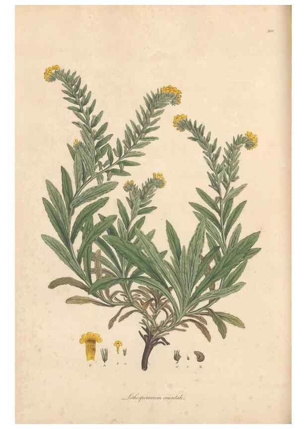 Reproducción/Reproduction 49556879096: Flora Graeca, sive, Plantarum rariorum historia, quas in provinciis aut insulis Graeciae /. Londini :Typis Richardi Taylor et socii, in Vico Shoe-Lane :MDCCCVI-MDCCCXL [1806-1840].. 