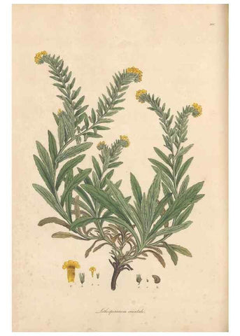 Reproducción/Reproduction 49556879096: Flora Graeca, sive, Plantarum rariorum historia, quas in provinciis aut insulis Graeciae /. Londini :Typis Richardi Taylor et socii, in Vico Shoe-Lane :MDCCCVI-MDCCCXL [1806-1840].. 