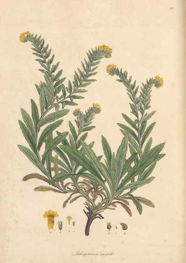Reproducción/Reproduction 49556879096: Flora Graeca, sive, Plantarum rariorum historia, quas in provinciis aut insulis Graeciae /. Londini :Typis Richardi Taylor et socii, in Vico Shoe-Lane :MDCCCVI-MDCCCXL [1806-1840].. 