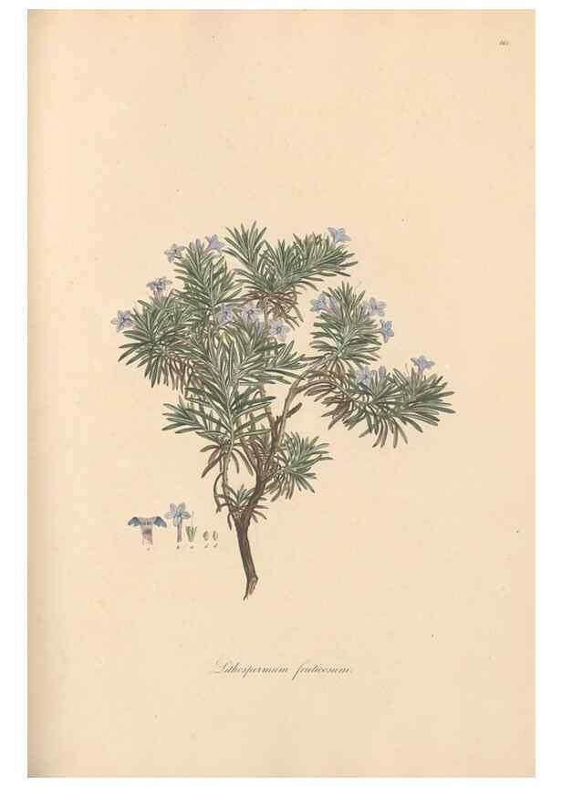 Reproducción/Reproduction 49556381283: Flora Graeca, sive, Plantarum rariorum historia, quas in provinciis aut insulis Graeciae /. Londini :Typis Richardi Taylor et socii, in Vico Shoe-Lane :MDCCCVI-MDCCCXL [1806-1840].. 