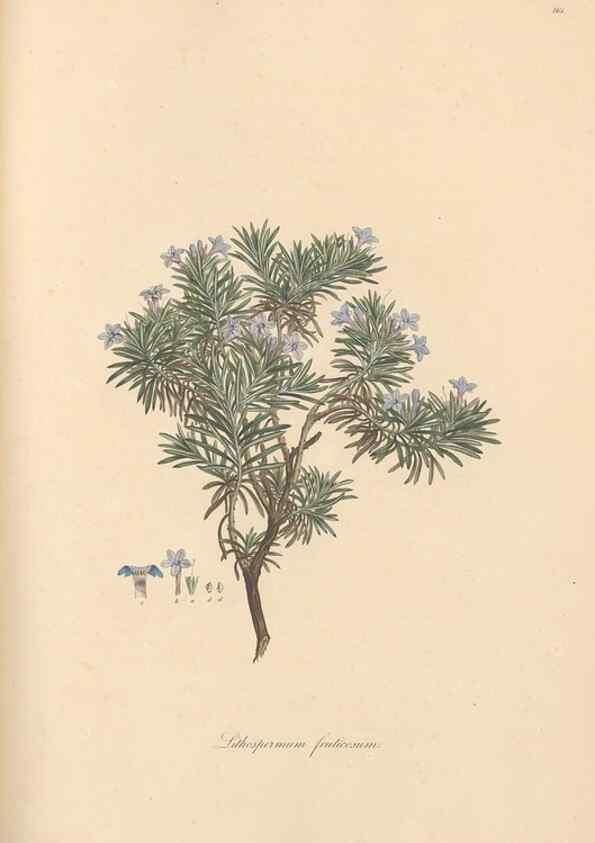 Reproducción/Reproduction 49556381283: Flora Graeca, sive, Plantarum rariorum historia, quas in provinciis aut insulis Graeciae /. Londini :Typis Richardi Taylor et socii, in Vico Shoe-Lane :MDCCCVI-MDCCCXL [1806-1840].. 