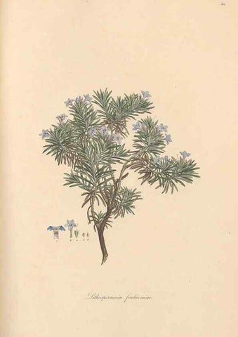 Reproducción/Reproduction 49556381283: Flora Graeca, sive, Plantarum rariorum historia, quas in provinciis aut insulis Graeciae /. Londini :Typis Richardi Taylor et socii, in Vico Shoe-Lane :MDCCCVI-MDCCCXL [1806-1840].. 
