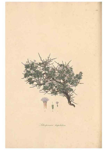 Reproducción/Reproduction 49556381623: Flora Graeca, sive, Plantarum rariorum historia, quas in provinciis aut insulis Graeciae /. Londini :Typis Richardi Taylor et socii, in Vico Shoe-Lane :MDCCCVI-MDCCCXL [1806-1840].. 