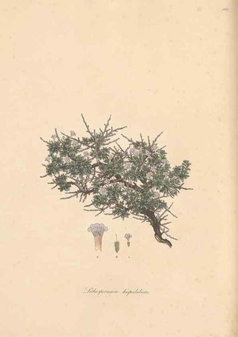Reproducción/Reproduction 49556381623: Flora Graeca, sive, Plantarum rariorum historia, quas in provinciis aut insulis Graeciae /. Londini :Typis Richardi Taylor et socii, in Vico Shoe-Lane :MDCCCVI-MDCCCXL [1806-1840].. 