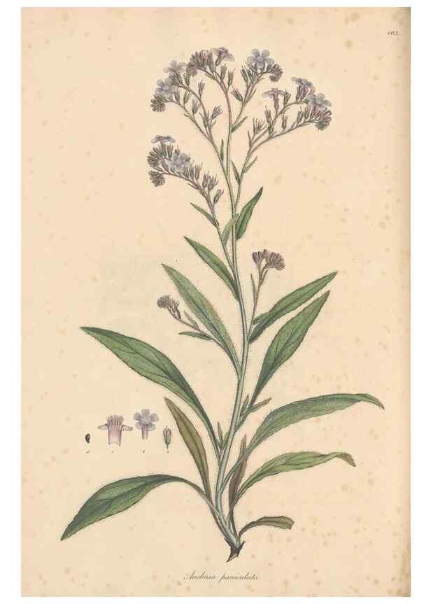 Reproducción/Reproduction 49557115612: Flora Graeca, sive, Plantarum rariorum historia, quas in provinciis aut insulis Graeciae /. Londini :Typis Richardi Taylor et socii, in Vico Shoe-Lane :MDCCCVI-MDCCCXL [1806-1840].. 
