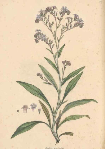 Reproducción/Reproduction 49557115612: Flora Graeca, sive, Plantarum rariorum historia, quas in provinciis aut insulis Graeciae /. Londini :Typis Richardi Taylor et socii, in Vico Shoe-Lane :MDCCCVI-MDCCCXL [1806-1840].. 
