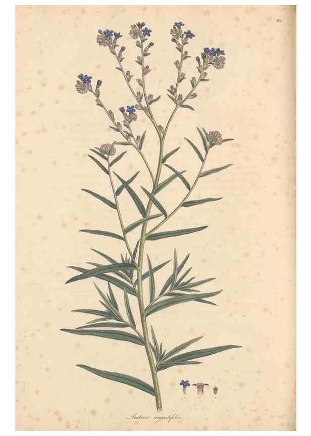 Reproducción/Reproduction 49556880531: Flora Graeca, sive, Plantarum rariorum historia, quas in provinciis aut insulis Graeciae /. Londini :Typis Richardi Taylor et socii, in Vico Shoe-Lane :MDCCCVI-MDCCCXL [1806-1840].. 