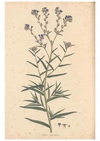 Reproducción/Reproduction 49556880531: Flora Graeca, sive, Plantarum rariorum historia, quas in provinciis aut insulis Graeciae /. Londini :Typis Richardi Taylor et socii, in Vico Shoe-Lane :MDCCCVI-MDCCCXL [1806-1840].. 