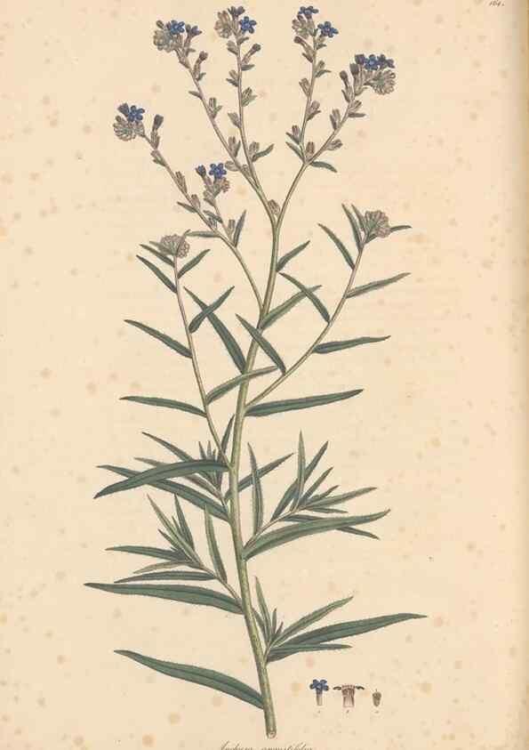 Reproducción/Reproduction 49556880531: Flora Graeca, sive, Plantarum rariorum historia, quas in provinciis aut insulis Graeciae /. Londini :Typis Richardi Taylor et socii, in Vico Shoe-Lane :MDCCCVI-MDCCCXL [1806-1840].. 