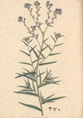Reproducción/Reproduction 49556880531: Flora Graeca, sive, Plantarum rariorum historia, quas in provinciis aut insulis Graeciae /. Londini :Typis Richardi Taylor et socii, in Vico Shoe-Lane :MDCCCVI-MDCCCXL [1806-1840].. 
