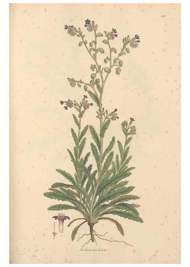 Reproducción/Reproduction 49556382738: Flora Graeca, sive, Plantarum rariorum historia, quas in provinciis aut insulis Graeciae /. Londini :Typis Richardi Taylor et socii, in Vico Shoe-Lane :MDCCCVI-MDCCCXL [1806-1840].. 