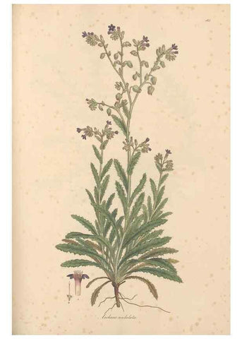 Reproducción/Reproduction 49556382738: Flora Graeca, sive, Plantarum rariorum historia, quas in provinciis aut insulis Graeciae /. Londini :Typis Richardi Taylor et socii, in Vico Shoe-Lane :MDCCCVI-MDCCCXL [1806-1840].. 