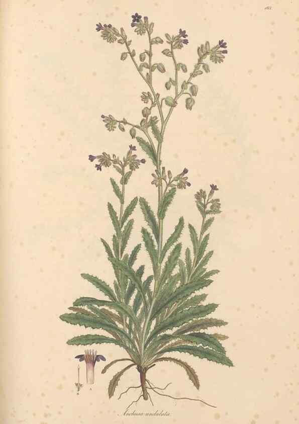 Reproducción/Reproduction 49556382738: Flora Graeca, sive, Plantarum rariorum historia, quas in provinciis aut insulis Graeciae /. Londini :Typis Richardi Taylor et socii, in Vico Shoe-Lane :MDCCCVI-MDCCCXL [1806-1840].. 