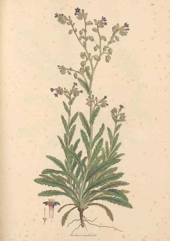Reproducción/Reproduction 49556382738: Flora Graeca, sive, Plantarum rariorum historia, quas in provinciis aut insulis Graeciae /. Londini :Typis Richardi Taylor et socii, in Vico Shoe-Lane :MDCCCVI-MDCCCXL [1806-1840].. 