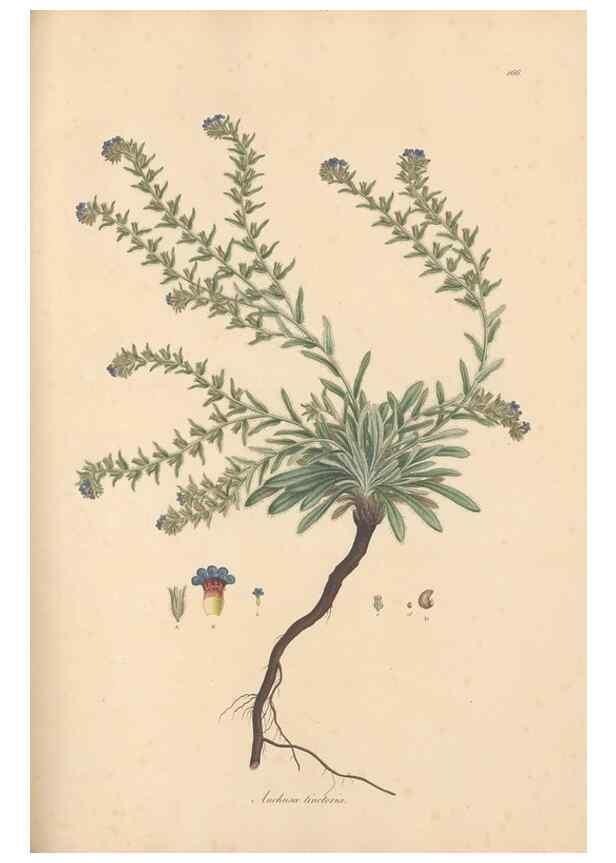 Reproducción/Reproduction 49556881376: Flora Graeca, sive, Plantarum rariorum historia, quas in provinciis aut insulis Graeciae /. Londini :Typis Richardi Taylor et socii, in Vico Shoe-Lane :MDCCCVI-MDCCCXL [1806-1840].. 