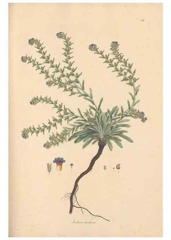 Reproducción/Reproduction 49556881376: Flora Graeca, sive, Plantarum rariorum historia, quas in provinciis aut insulis Graeciae /. Londini :Typis Richardi Taylor et socii, in Vico Shoe-Lane :MDCCCVI-MDCCCXL [1806-1840].. 