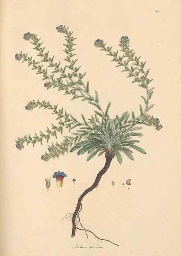 Reproducción/Reproduction 49556881376: Flora Graeca, sive, Plantarum rariorum historia, quas in provinciis aut insulis Graeciae /. Londini :Typis Richardi Taylor et socii, in Vico Shoe-Lane :MDCCCVI-MDCCCXL [1806-1840].. 