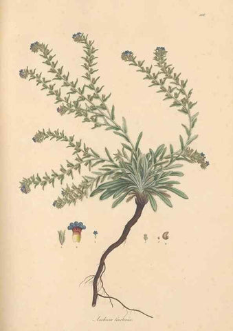 Reproducción/Reproduction 49556881376: Flora Graeca, sive, Plantarum rariorum historia, quas in provinciis aut insulis Graeciae /. Londini :Typis Richardi Taylor et socii, in Vico Shoe-Lane :MDCCCVI-MDCCCXL [1806-1840].. 