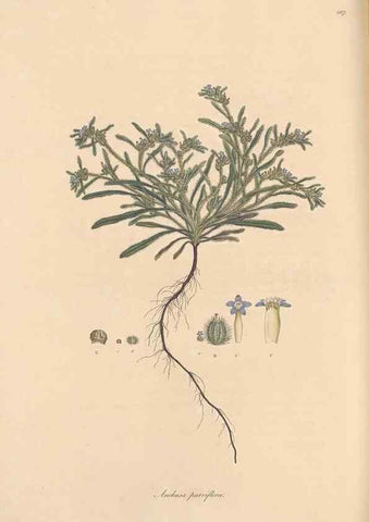 Reproducción/Reproduction 49557117152: Flora Graeca, sive, Plantarum rariorum historia, quas in provinciis aut insulis Graeciae /. Londini :Typis Richardi Taylor et socii, in Vico Shoe-Lane :MDCCCVI-MDCCCXL [1806-1840].. 