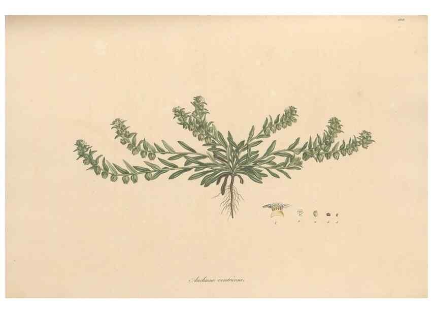 Reproducción/Reproduction 49556881961: Flora Graeca, sive, Plantarum rariorum historia, quas in provinciis aut insulis Graeciae /. Londini :Typis Richardi Taylor et socii, in Vico Shoe-Lane :MDCCCVI-MDCCCXL [1806-1840].. 