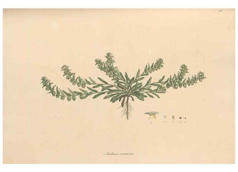 Reproducción/Reproduction 49556881961: Flora Graeca, sive, Plantarum rariorum historia, quas in provinciis aut insulis Graeciae /. Londini :Typis Richardi Taylor et socii, in Vico Shoe-Lane :MDCCCVI-MDCCCXL [1806-1840].. 
