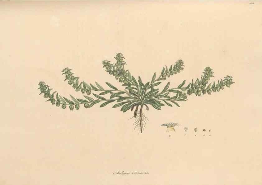 Reproducción/Reproduction 49556881961: Flora Graeca, sive, Plantarum rariorum historia, quas in provinciis aut insulis Graeciae /. Londini :Typis Richardi Taylor et socii, in Vico Shoe-Lane :MDCCCVI-MDCCCXL [1806-1840].. 