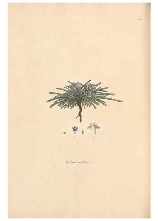 Reproducción/Reproduction 49557117802: Flora Graeca, sive, Plantarum rariorum historia, quas in provinciis aut insulis Graeciae /. Londini :Typis Richardi Taylor et socii, in Vico Shoe-Lane :MDCCCVI-MDCCCXL [1806-1840].. 