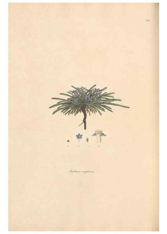 Reproducción/Reproduction 49557117802: Flora Graeca, sive, Plantarum rariorum historia, quas in provinciis aut insulis Graeciae /. Londini :Typis Richardi Taylor et socii, in Vico Shoe-Lane :MDCCCVI-MDCCCXL [1806-1840].. 