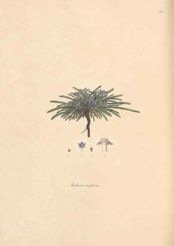 Reproducción/Reproduction 49557117802: Flora Graeca, sive, Plantarum rariorum historia, quas in provinciis aut insulis Graeciae /. Londini :Typis Richardi Taylor et socii, in Vico Shoe-Lane :MDCCCVI-MDCCCXL [1806-1840].. 