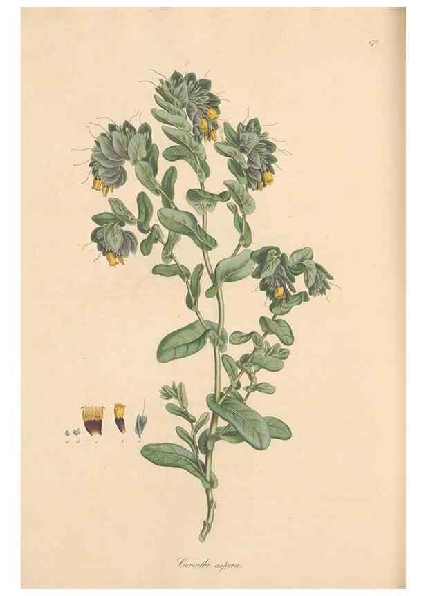 Reproducción/Reproduction 49556384443: Flora Graeca, sive, Plantarum rariorum historia, quas in provinciis aut insulis Graeciae /. Londini :Typis Richardi Taylor et socii, in Vico Shoe-Lane :MDCCCVI-MDCCCXL [1806-1840].. 