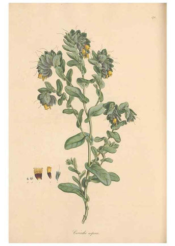 Reproducción/Reproduction 49556384443: Flora Graeca, sive, Plantarum rariorum historia, quas in provinciis aut insulis Graeciae /. Londini :Typis Richardi Taylor et socii, in Vico Shoe-Lane :MDCCCVI-MDCCCXL [1806-1840].. 
