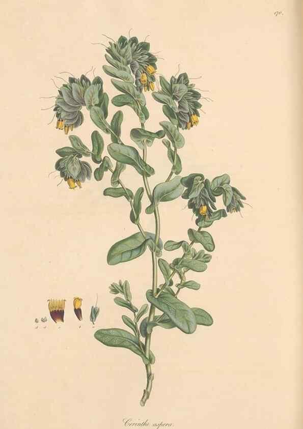 Reproducción/Reproduction 49556384443: Flora Graeca, sive, Plantarum rariorum historia, quas in provinciis aut insulis Graeciae /. Londini :Typis Richardi Taylor et socii, in Vico Shoe-Lane :MDCCCVI-MDCCCXL [1806-1840].. 