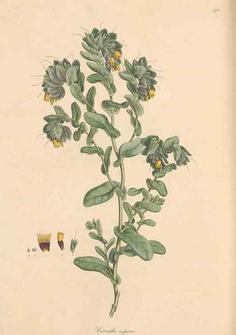 Reproducción/Reproduction 49556384443: Flora Graeca, sive, Plantarum rariorum historia, quas in provinciis aut insulis Graeciae /. Londini :Typis Richardi Taylor et socii, in Vico Shoe-Lane :MDCCCVI-MDCCCXL [1806-1840].. 