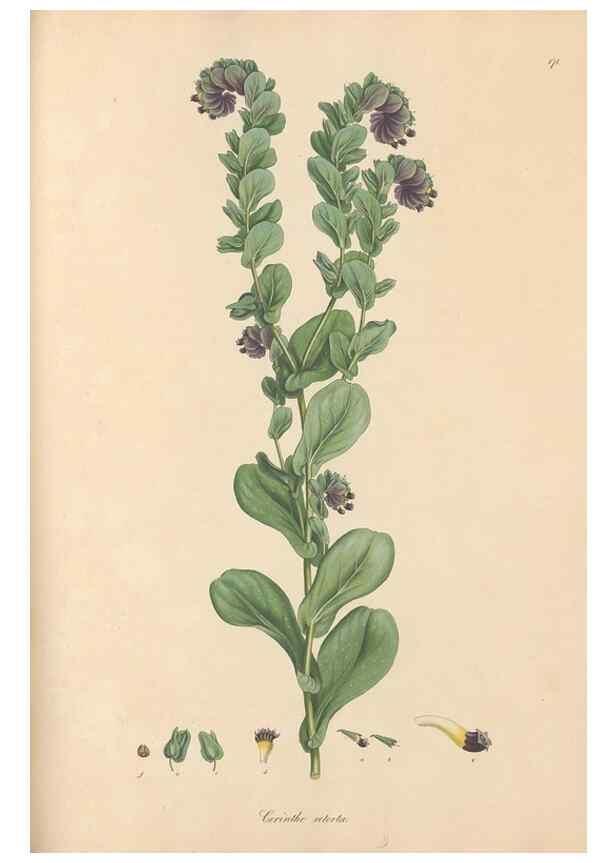 Reproducción/Reproduction 49556384773: Flora Graeca, sive, Plantarum rariorum historia, quas in provinciis aut insulis Graeciae /. Londini :Typis Richardi Taylor et socii, in Vico Shoe-Lane :MDCCCVI-MDCCCXL [1806-1840].. 
