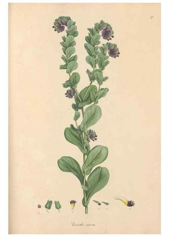 Reproducción/Reproduction 49556384773: Flora Graeca, sive, Plantarum rariorum historia, quas in provinciis aut insulis Graeciae /. Londini :Typis Richardi Taylor et socii, in Vico Shoe-Lane :MDCCCVI-MDCCCXL [1806-1840].. 
