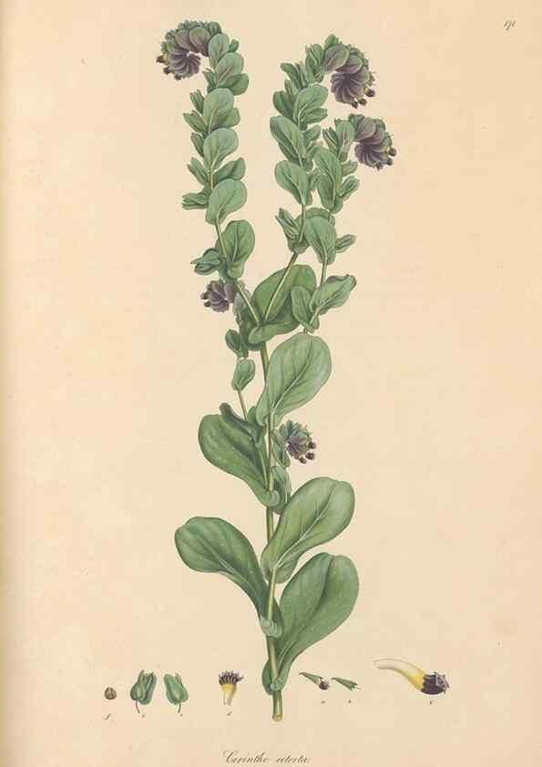 Reproducción/Reproduction 49556384773: Flora Graeca, sive, Plantarum rariorum historia, quas in provinciis aut insulis Graeciae /. Londini :Typis Richardi Taylor et socii, in Vico Shoe-Lane :MDCCCVI-MDCCCXL [1806-1840].. 