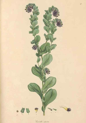 Reproducción/Reproduction 49556384773: Flora Graeca, sive, Plantarum rariorum historia, quas in provinciis aut insulis Graeciae /. Londini :Typis Richardi Taylor et socii, in Vico Shoe-Lane :MDCCCVI-MDCCCXL [1806-1840].. 