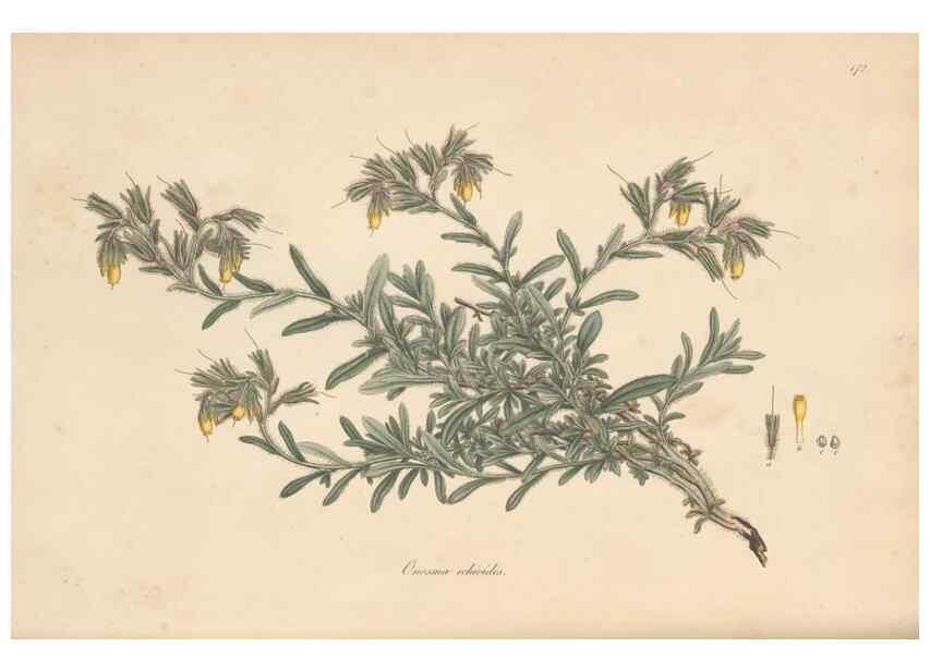 Reproducción/Reproduction 49557118762: Flora Graeca, sive, Plantarum rariorum historia, quas in provinciis aut insulis Graeciae /. Londini :Typis Richardi Taylor et socii, in Vico Shoe-Lane :MDCCCVI-MDCCCXL [1806-1840].. 