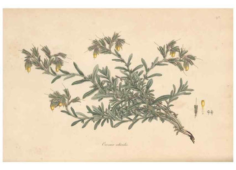 Reproducción/Reproduction 49557118762: Flora Graeca, sive, Plantarum rariorum historia, quas in provinciis aut insulis Graeciae /. Londini :Typis Richardi Taylor et socii, in Vico Shoe-Lane :MDCCCVI-MDCCCXL [1806-1840].. 